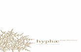 Hyphae stop waste