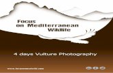4 day vulture photography