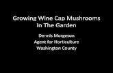 Growing wine cap mushrooms in the garden