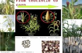 Agricultural biodiversity 2
