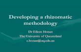 Developing a Rhizomatic Methodology