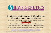 Intl Online Elite Embryo Sale