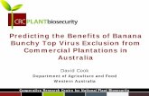 Predicting the benefits of banana bunchy top virus eradication in Australia