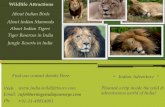 Find Complete Touring Solution for Indian National Parks Journey