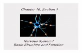 section 1, chapter 10 nervous system I