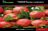 APPLE FROM HARVEST_CL