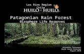 Patagonian Rain Forest Presentation