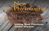 Scaling Root Processes: Global Impacts