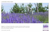 Lavender Wind Farm Catalog