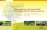 Banana growing guide cavendish bananas