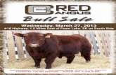 Double C Red Angus Bull Sale 2013