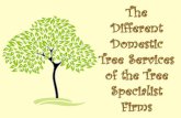 The Different Domestic Tree Services of the Tree Specialist Firms