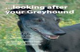 Looking After your Greyhound