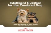 Yorkshire Terrier Breed Technical Brochure