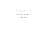 Anatomy of Animal Cell