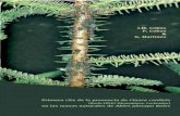Presencia de Cinara confinis en Abies pinsapo Boiss