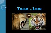 Tiger and Lion comparative
