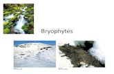13 CH 16 Bryophytes -