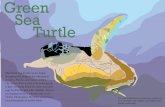 turtle poster