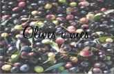 Olives i més photo album