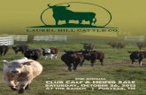 Laurel Hill Cattle Co - 2nd Annual Club Calf and Heifer Sale