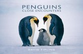 Penguins: Close Encounters