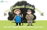 The gallipoli oaks story ebook national trust of australia victoria