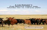 Leachman's Fall Harvest Video Sale - Bulls and Heifers Sell