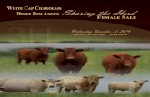 Howe Red Angus Sharing The Herd Female Sale