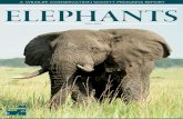 WCS Progress Report: Elephants Fall 2014