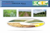 9th february 2015 daily exclusive oryza rice e newsletter by riceplus magazine