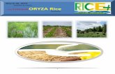 6th march,2015 daily exclusive oryza rice e newsletter by riceplus magazine