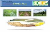 12th march,2015 daily exclusive oryza rice e newsletter by riceplus magazine