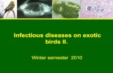 Infectious diseases on exotic birds ii