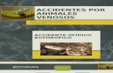 Accidentes Por Animales Venosos Final