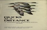 Ducks at Distance w 00 Hine Rich
