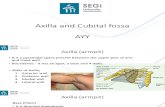 Axilla and Cubital Fossa (AYY)