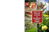 How to Prune Young and Bearing Apple Trees