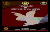 Poultry Disease Diagnosis_Picture Book-2