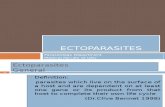 Ectoparasites 1
