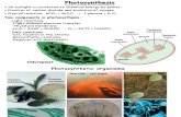 15 Photosynthesis 2014-15
