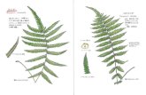 Ferns Illustrated Gallery