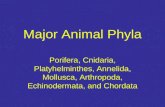 Major Animal Phyla Porifera, Cnidaria, Platyhelminthes, Annelida, Mollusca, Arthropoda, Echinodermata, and Chordata.