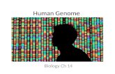 Human Genome Biology Ch 14. Chromosomes Karyotype – picture of all chromosomes grouped in pairs Carries genetic information from parents to offspring.