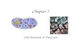Chapter 7 Cell Structure & Function. 7.1 Life is Cellular Discovery of the Cell –Use of microscopes to discover cells – 1600s –Hooke looked at cork (plant.