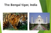 The Bengal tiger, India. The Cock, France The Panda, China.