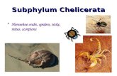 1 Subphylum Chelicerata Horseshoe crabs, spiders, ticks, mites, scorpions.