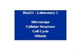 1 Bio211 - Laboratory 1 Microscope Cellular Structure Cell Cycle Mitosis.