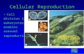 Copyright © 2005 Pearson Prentice Hall, Inc. Cellular Reproduction Cell division in eukaryotes enables asexual reproduction (F11.1 p. 186)