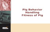 Pig Behavior Handling Fitness of Pig. Section TitleKey Topic.